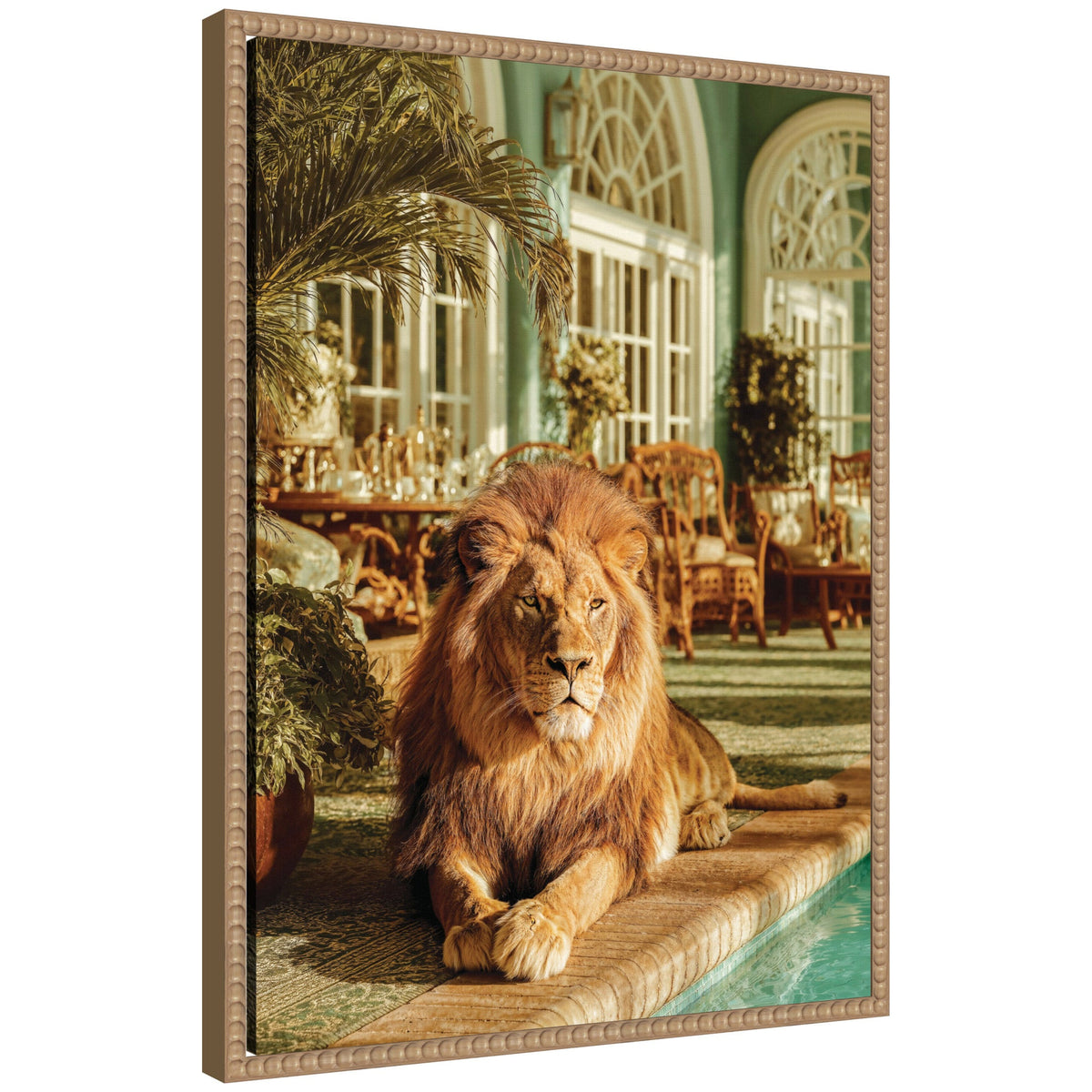 Majestic Lion by the Pool by Michael Schauer Framed Canvas Wall Art Print