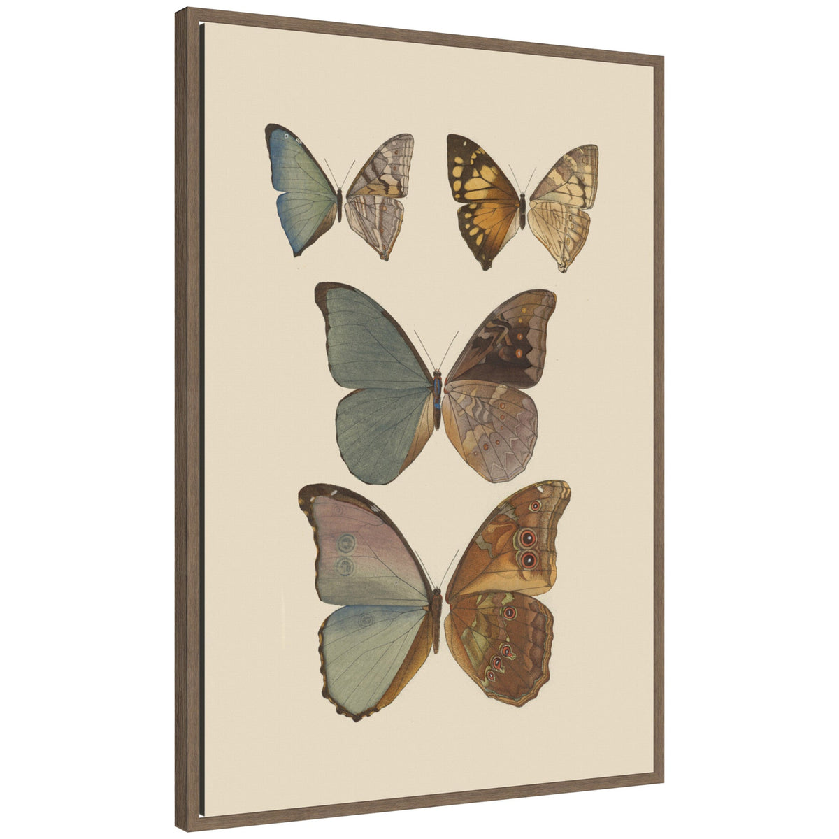 Exotische schmetterlinge Pl 067 by Otto Staudinger by Nostalgia Prints Framed Canvas Wall Art Print