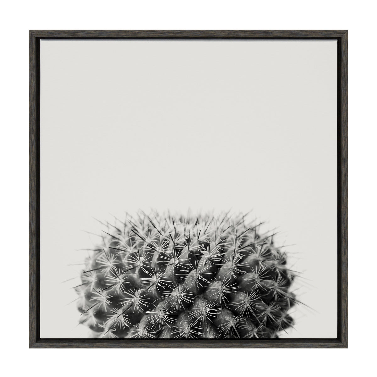 Sylvie Haze Succulent Cactus Short Framed Canvas by The Creative Bunch Studio