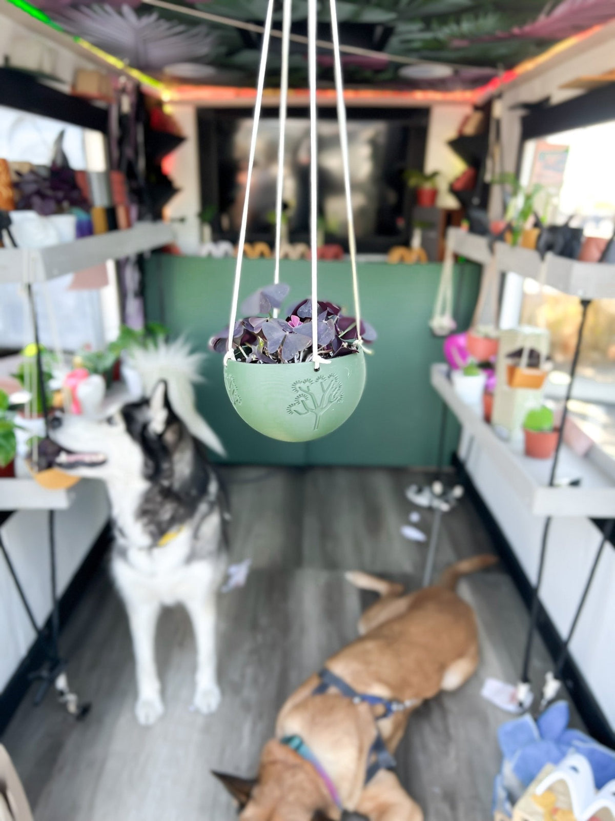 Hanging Joshua Tree Planter