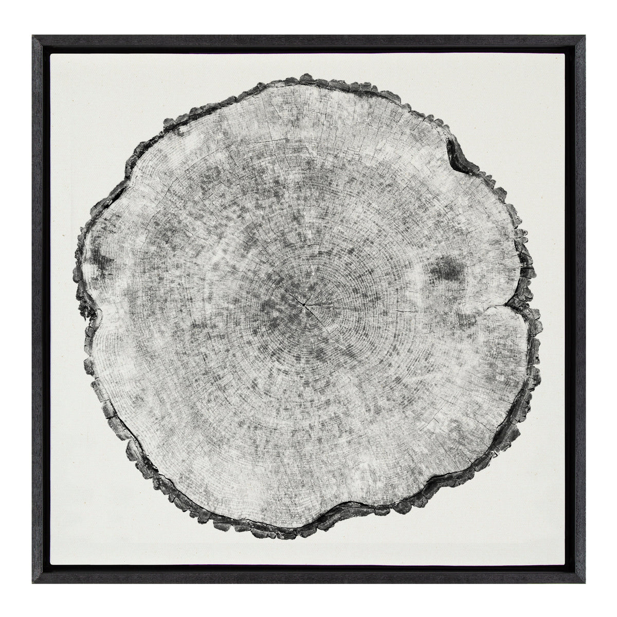 Sylvie Tree Rings Linen Framed Canvas by Emiko and Mark Franzen of F2Images