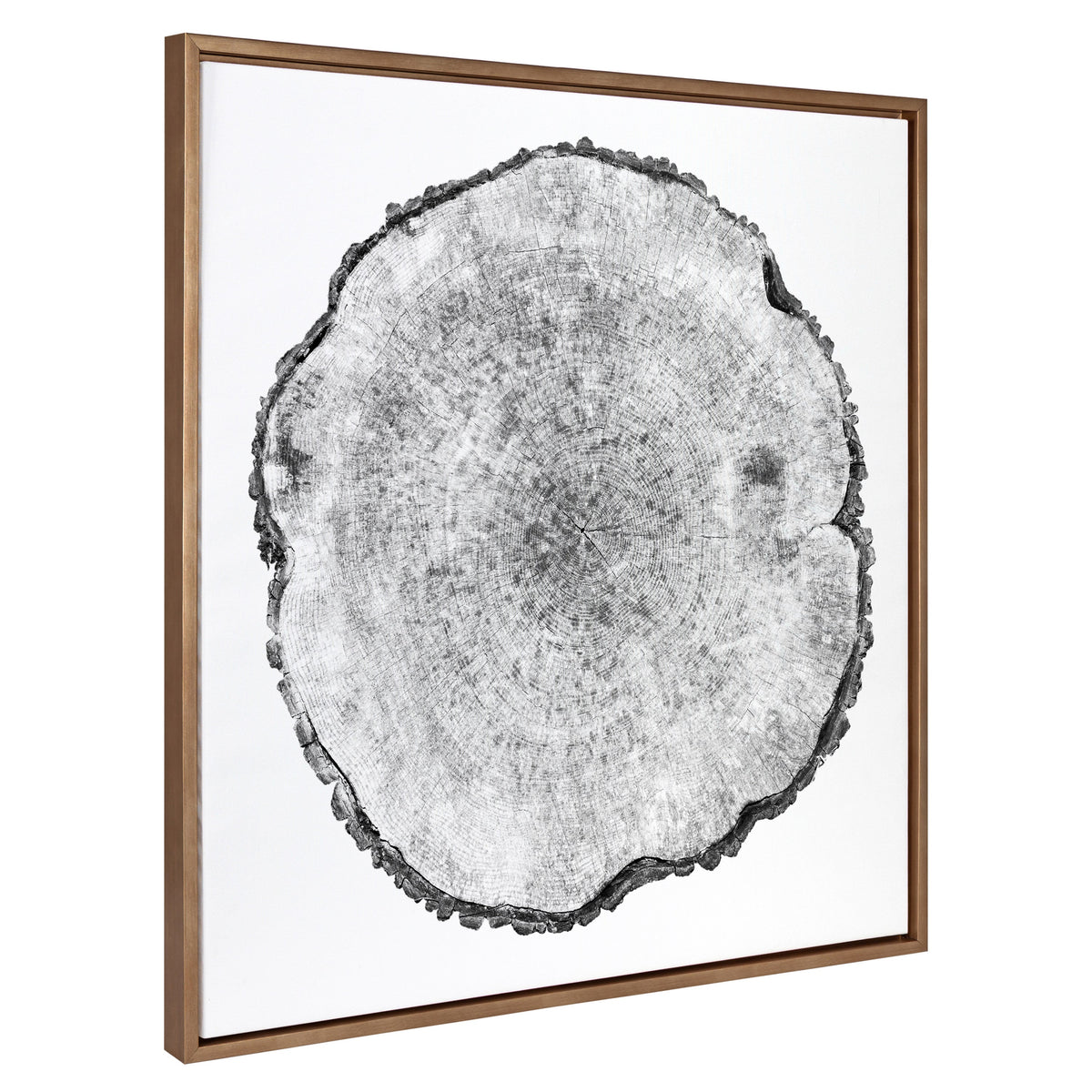 Sylvie Tree Rings Framed Canvas by Emiko and Mark Franzen of F2Images