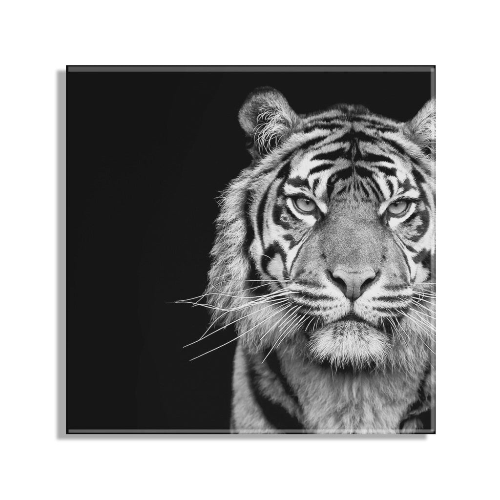 Tiger Minimalist Animal Portrait on Black Close Crop Floating Acrylic Art by The Creative Bunch Studio