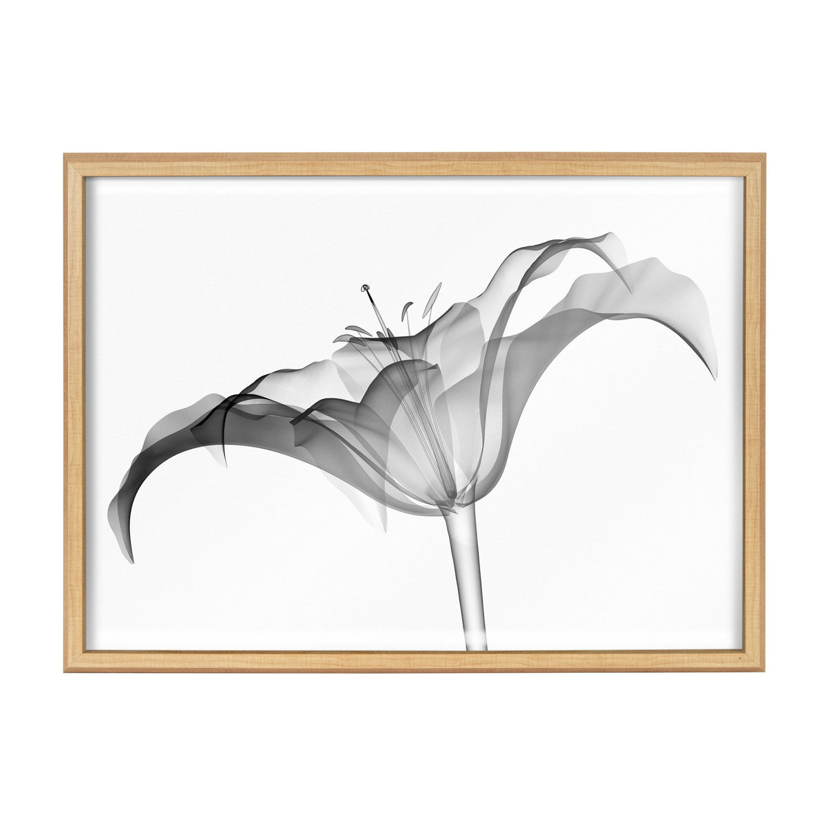 Blake Lily X Ray Floral BW Framed Printed Art by The Creative Bunch Studio