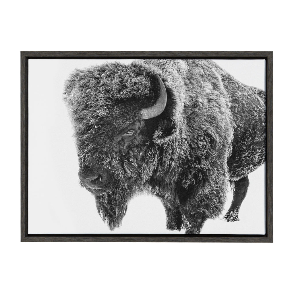 Sylvie Bison in Snow Black and White Framed Canvas by Amy Peterson Art Studio