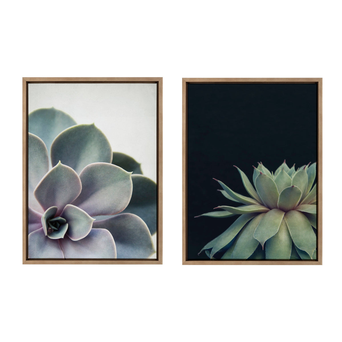 Sylvie Succulent 5 and Succulent 8 Framed Canvas Set of 2 by Emiko and Mark Franzen of F2Images
