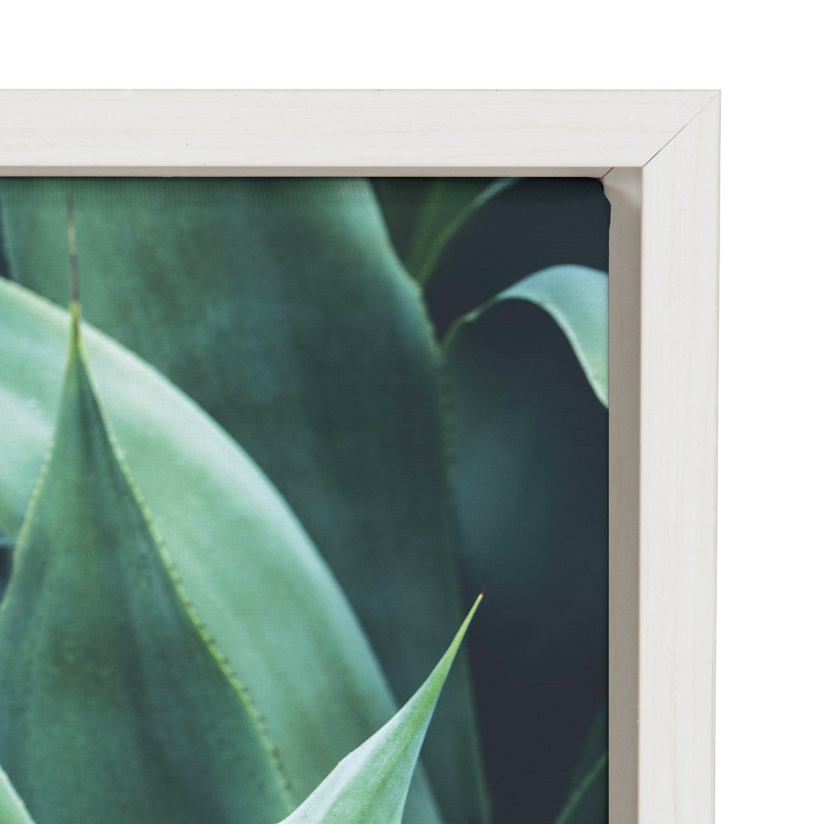 Sylvie Agave II Framed Canvas by F2 Images