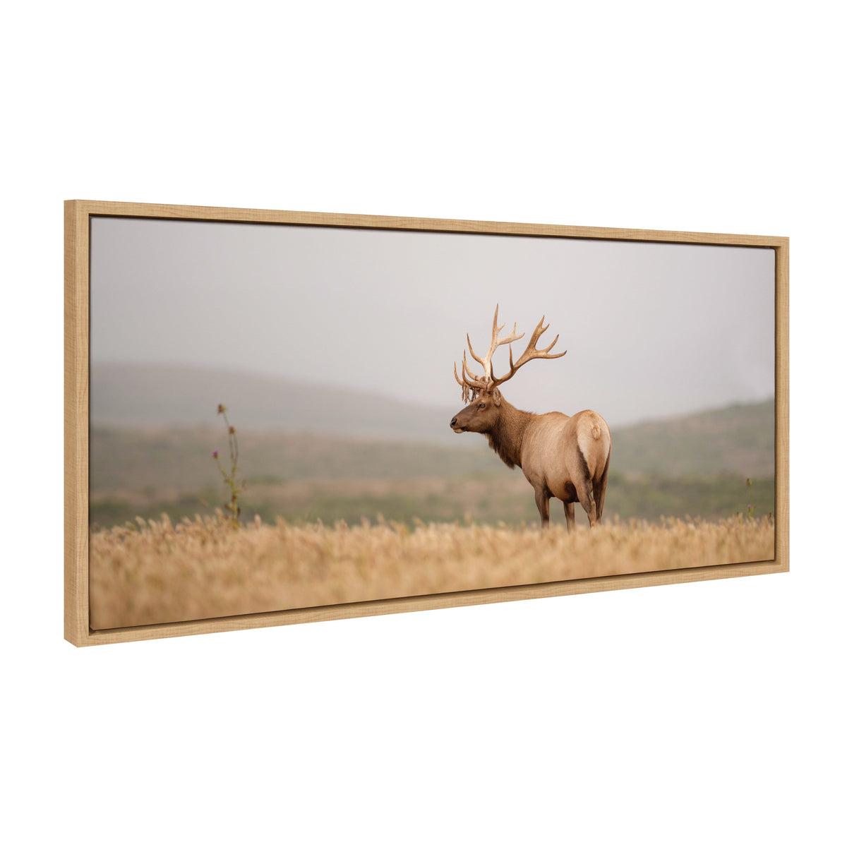 Sylvie Tule Elk No 3 Framed Canvas by Crystal Lynn Collins