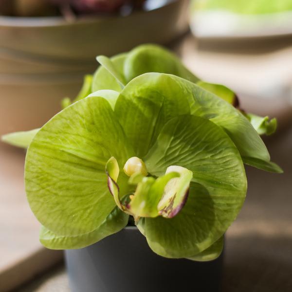 Artificial Mini Real Touch Potted Orchid Green