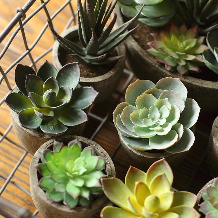 Artificial Potted Succulents, Randomly Selected Set of 5