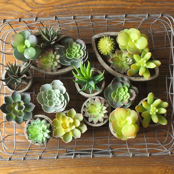 Artificial Potted Succulents, Randomly Selected Set of 5