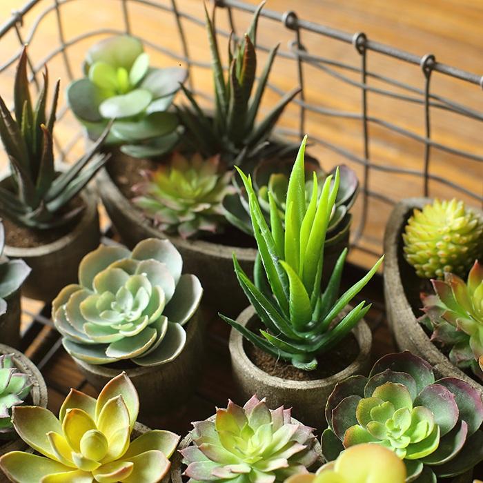 Artificial Potted Succulents, Randomly Selected Set of 5