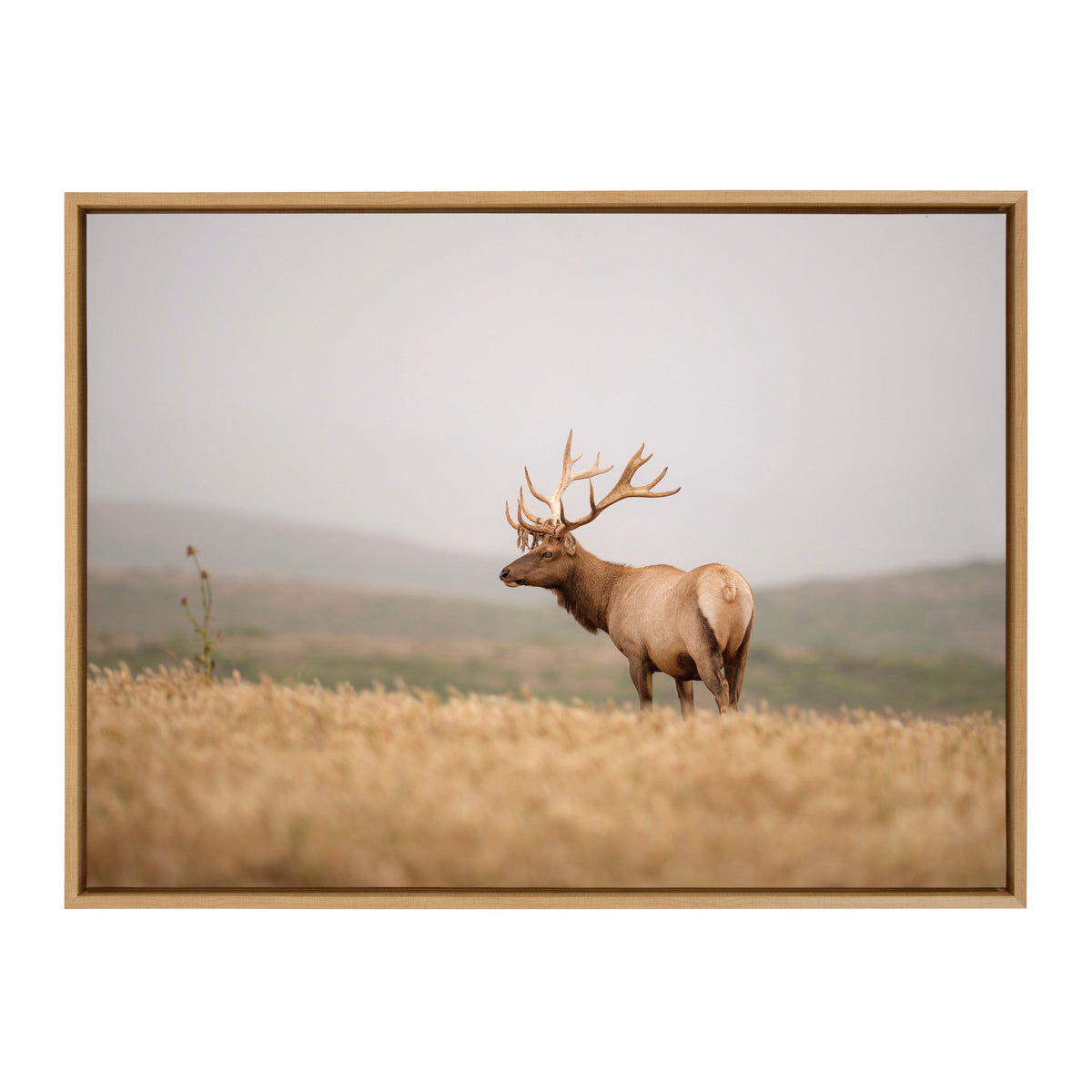 Sylvie Tule Elk No 3 Framed Canvas by Crystal Lynn Collins
