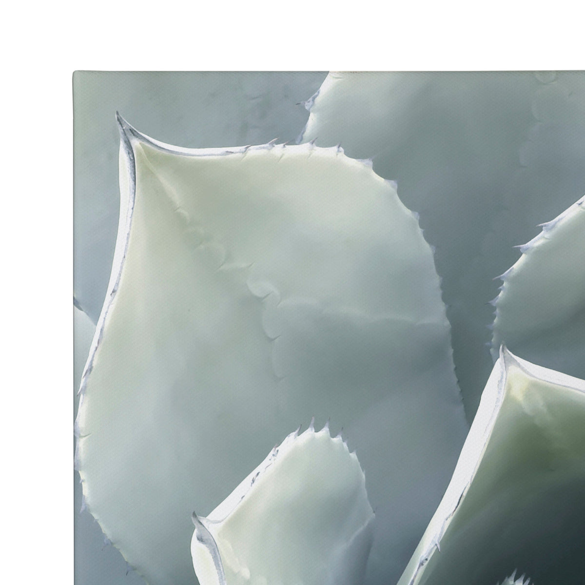 Soft Botanical Succulents Wall Art Set of 2 by The Creative Bunch Studio