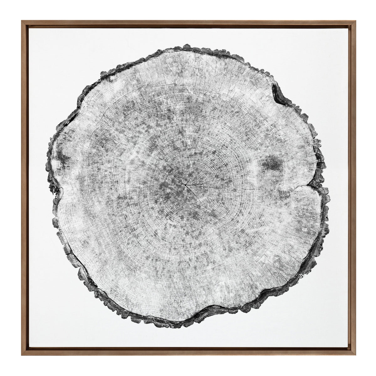 Sylvie Tree Rings Framed Canvas by Emiko and Mark Franzen of F2Images