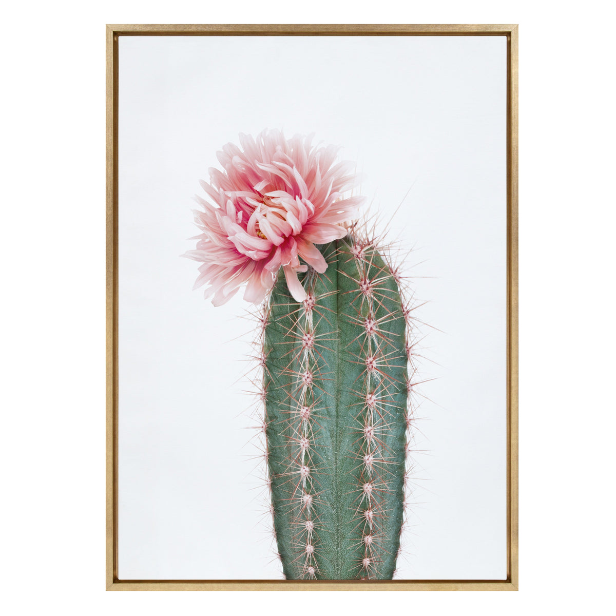 Sylvie Pink Cactus Flower Framed Canvas by Amy Peterson Art Studio