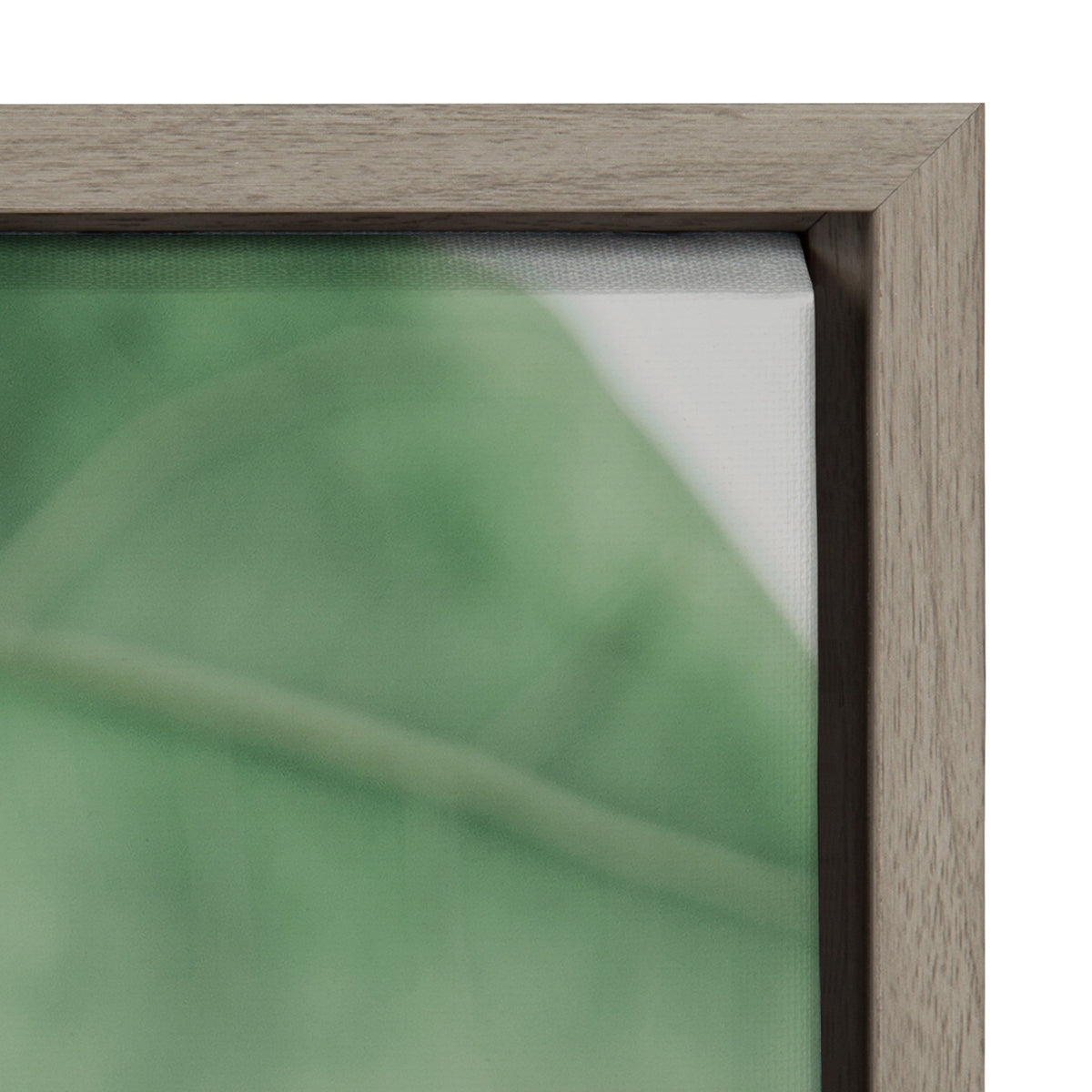 Sylvie Plant Study 6 Framed Canvas by Alicia Abla