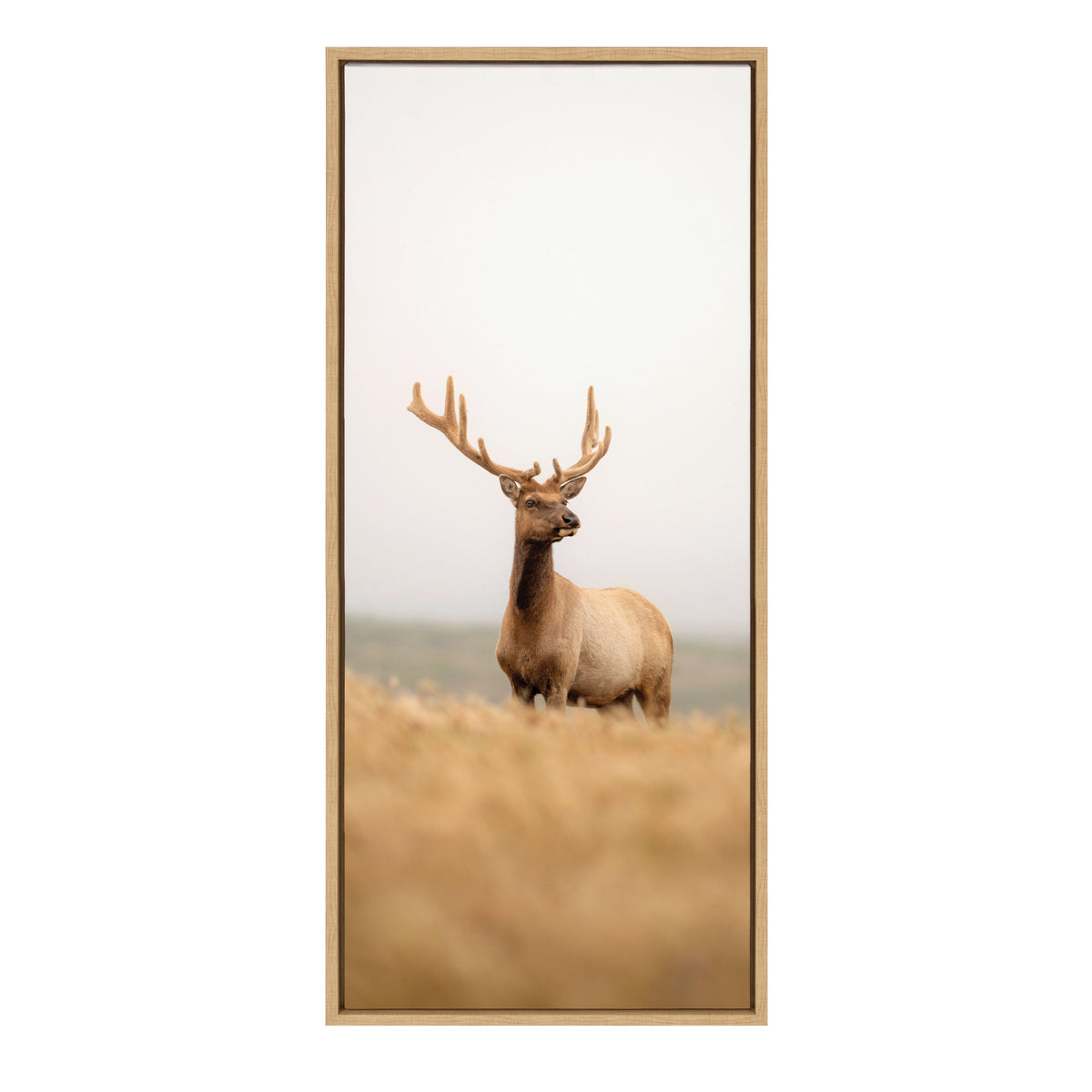 Sylvie Tule Elk No 6 Framed Canvas by Crystal Lynn Collins