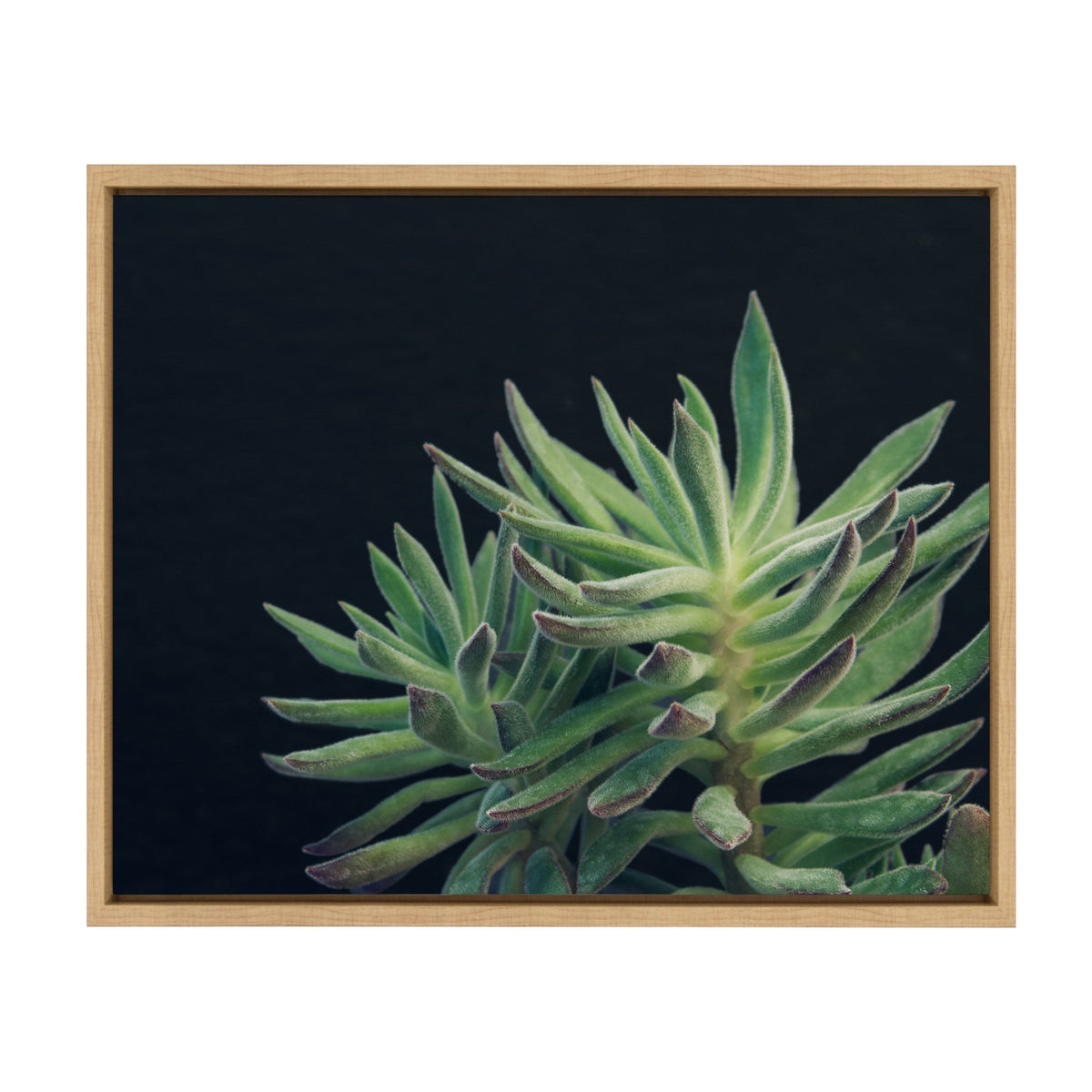 Sylvie Succulent 13 Framed Canvas by F2 Images