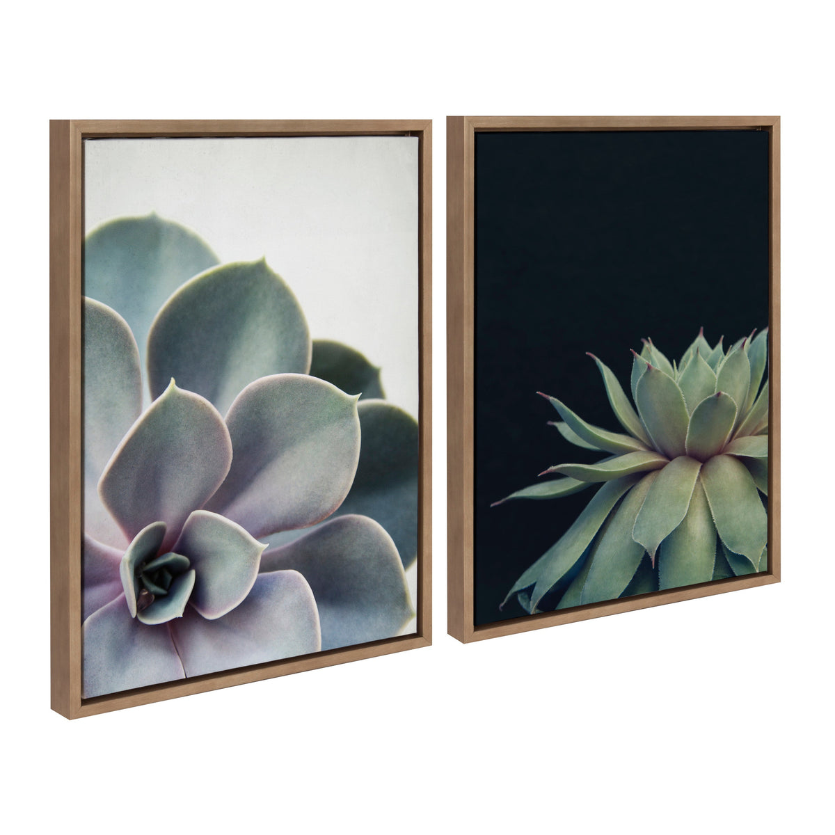 Sylvie Succulent 5 and Succulent 8 Framed Canvas Set of 2 by Emiko and Mark Franzen of F2Images